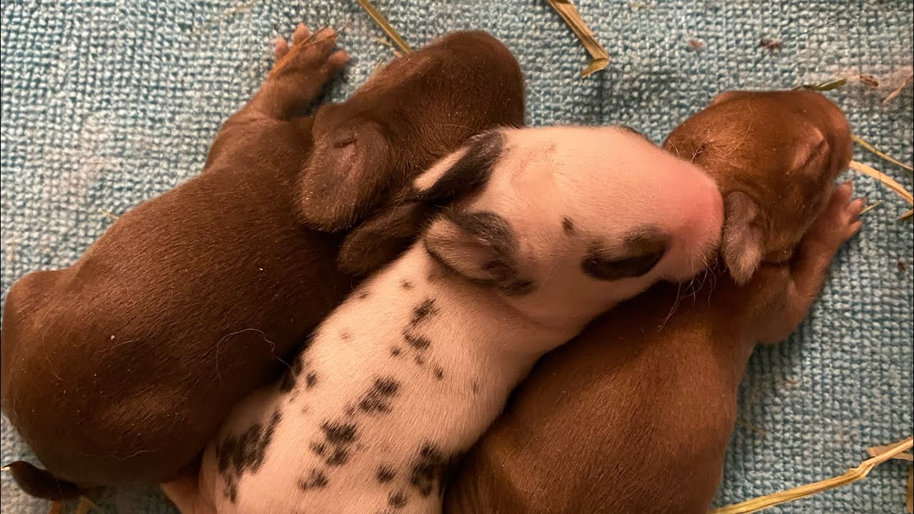 Your Rabbit is Pregnant Now What? | Preparing for Kindling and Baby Bunnies