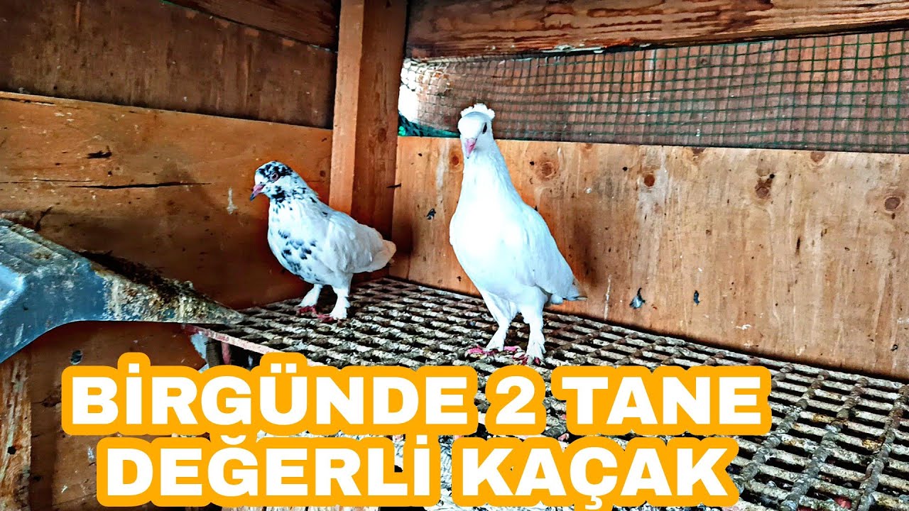 BİRGÜNDE 2 TANE DEĞERLİ KAÇAK YAKALADİM