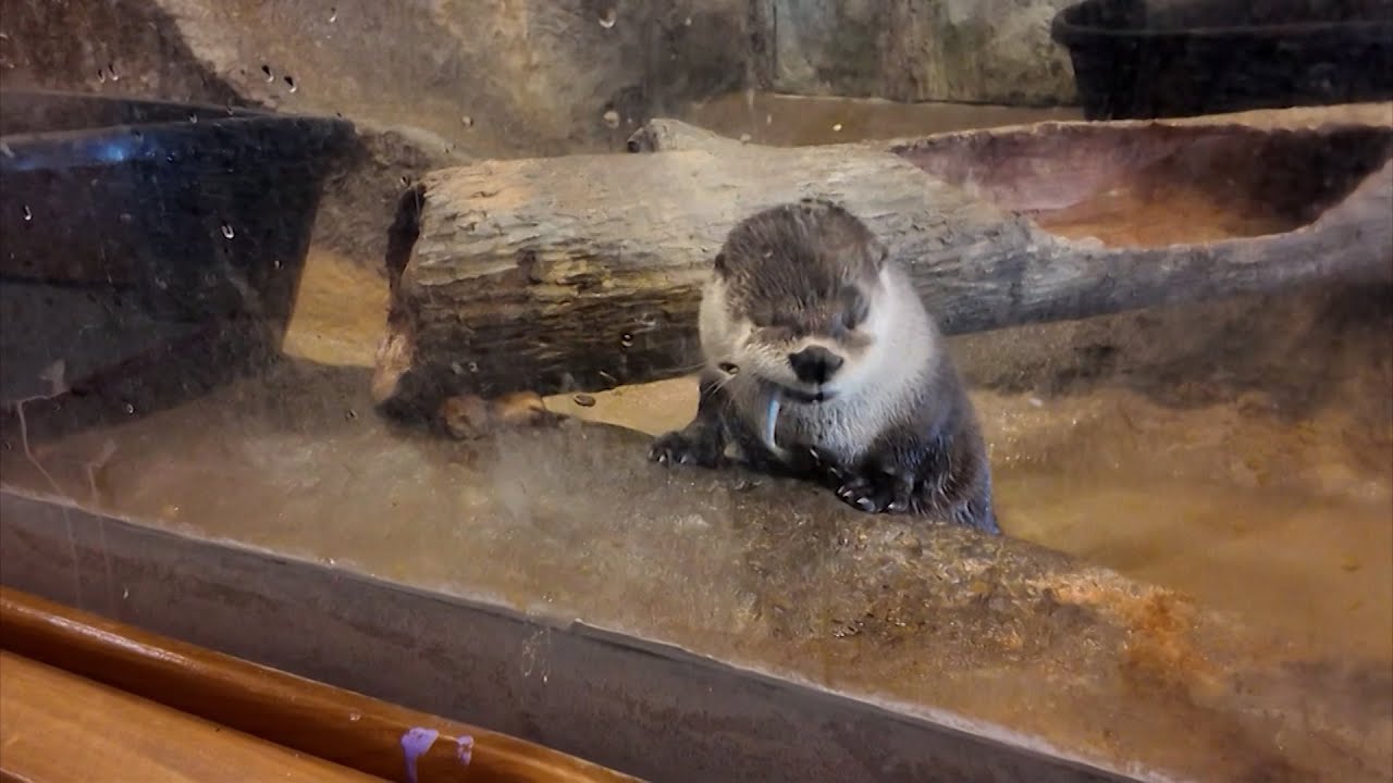 Wildlife and Heritage: We're Learning About the Delmarva Discovery Museum