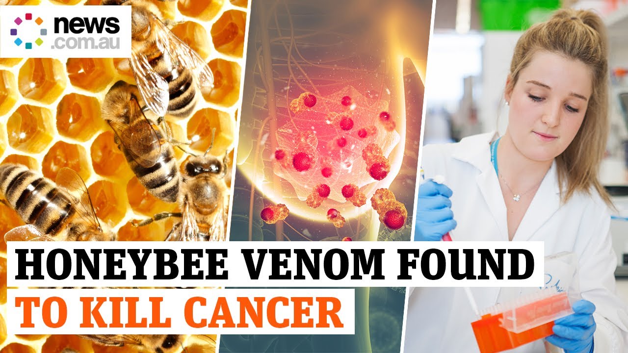 Honeybee venom found to kill cancer