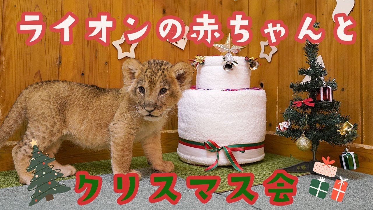 ライオンの赤ちゃんとクリスマス