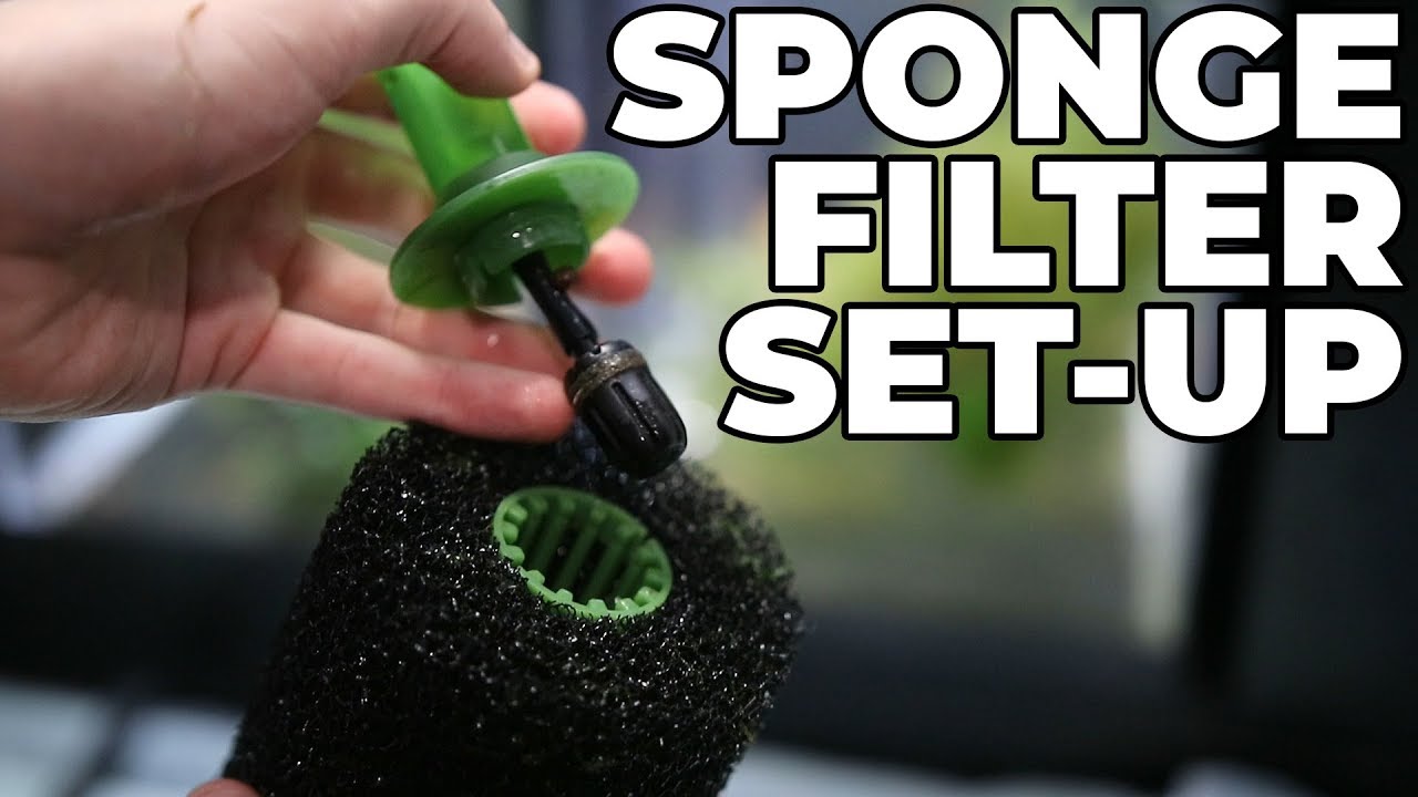 How To Set Up A Sponge Filter