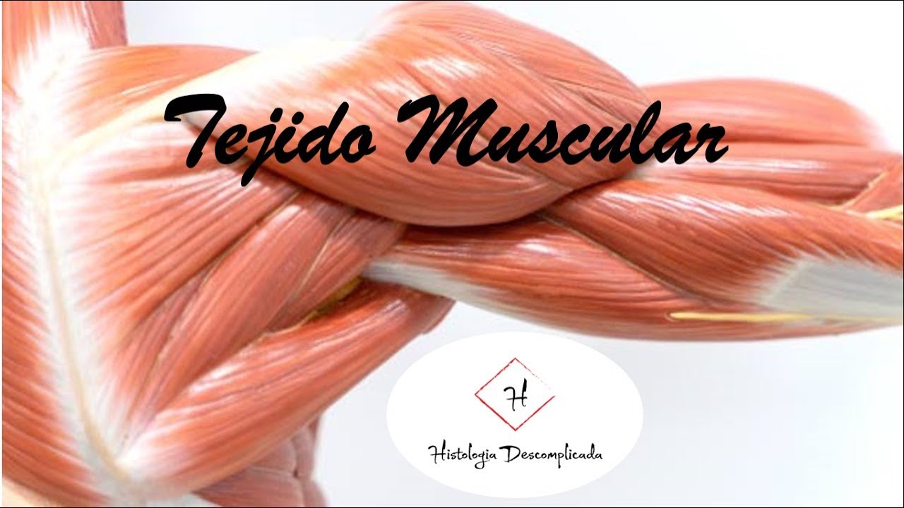 Tecido Muscular