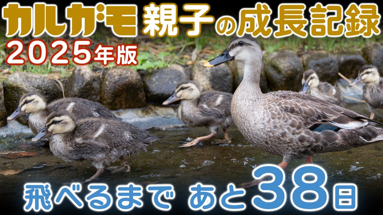 カルガモ親子の成長記録2025年版（第07回） 生後25日目 たっぷり見たいマニアのためのゆったり編集 2025年6月03日 飛べるまであと38日