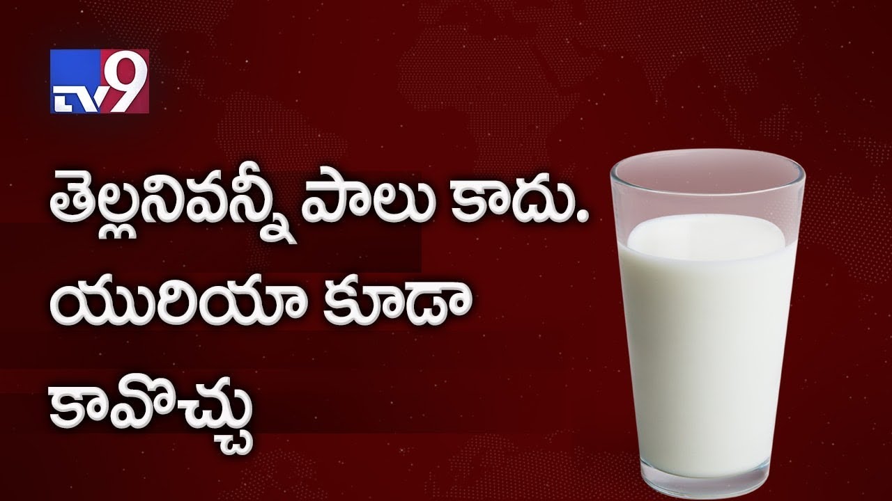 Man held for adulterating milk with urea - TV9