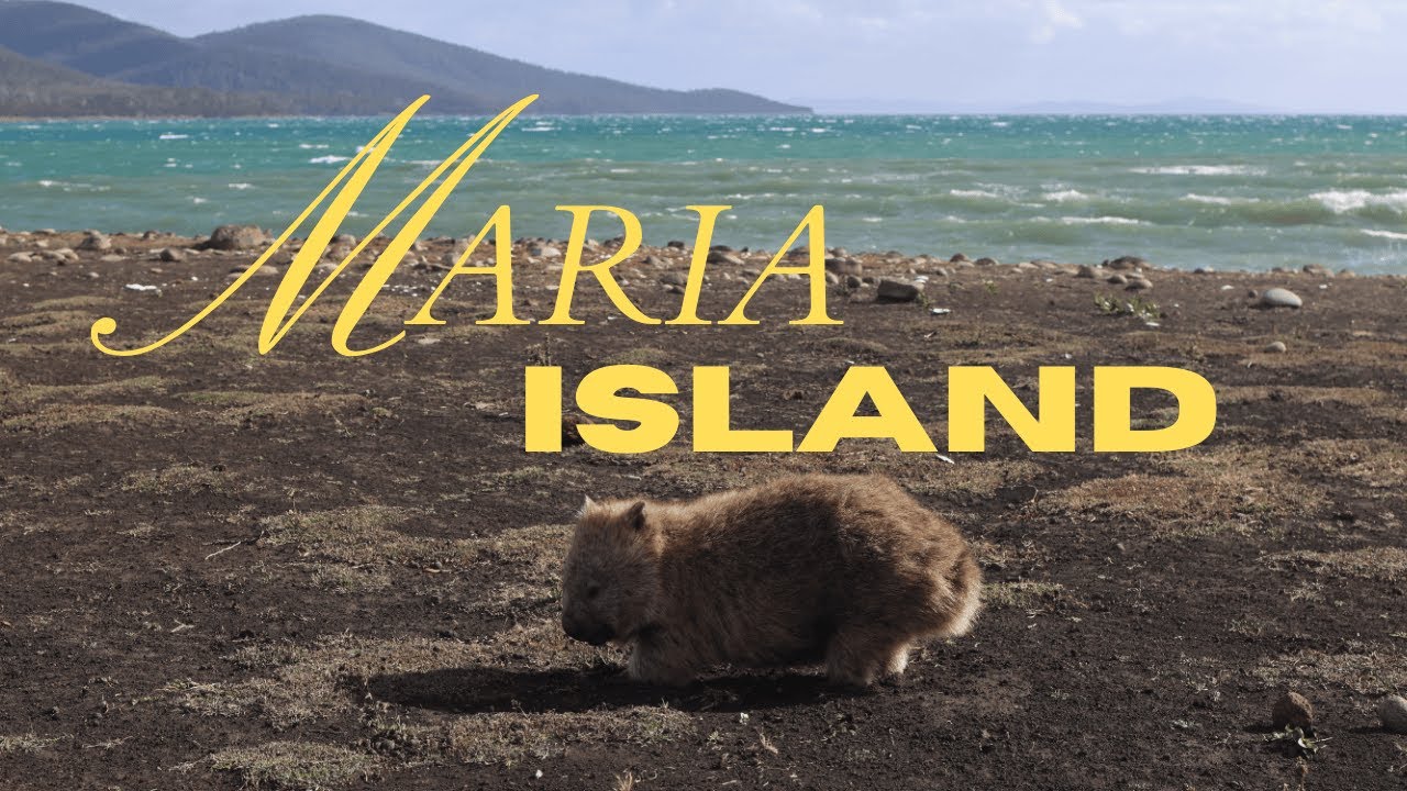 Wildlife of Maria Island, Tasmania