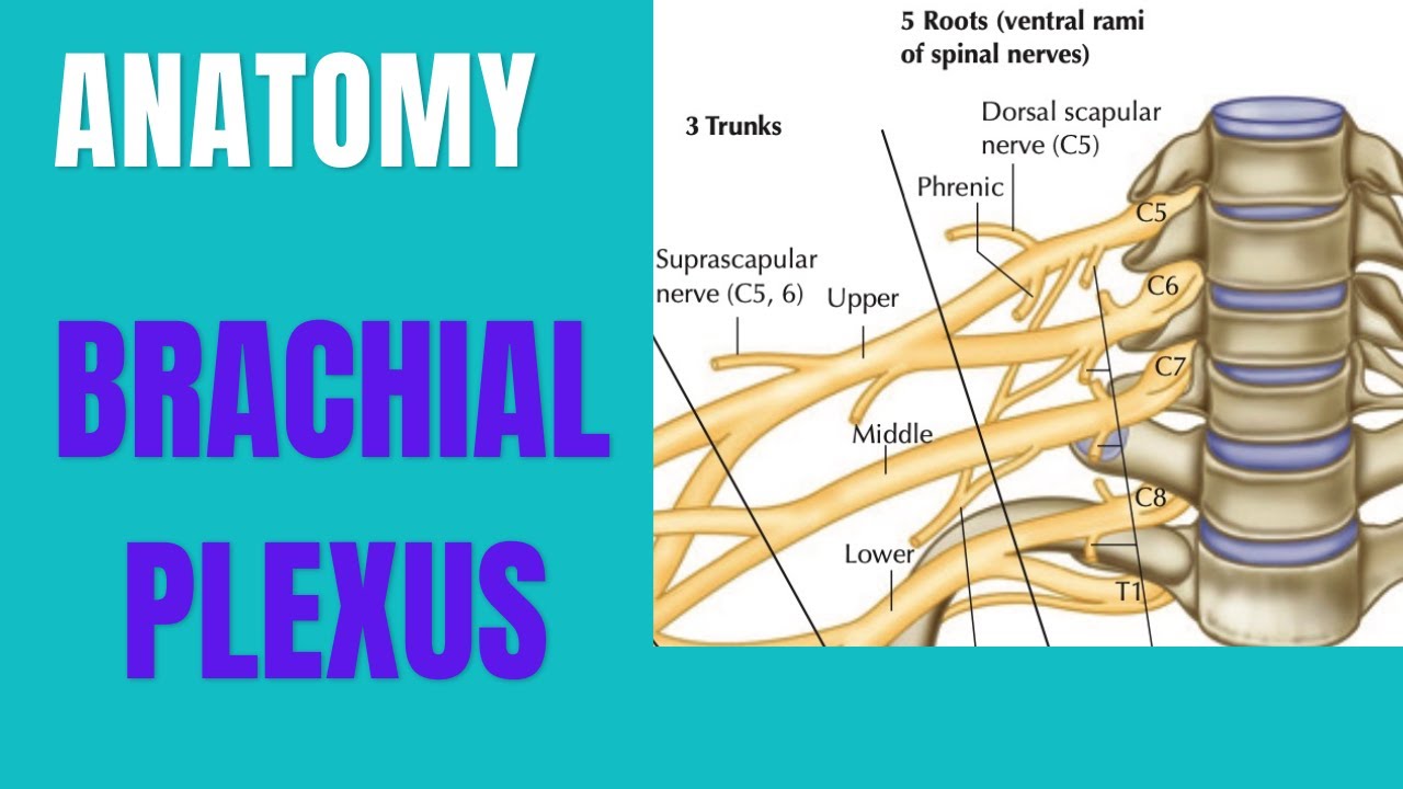 Simplified version of the Brachial Nerve plexus (C5-T1) - Median, Ulna, Radial & Axillary nerves