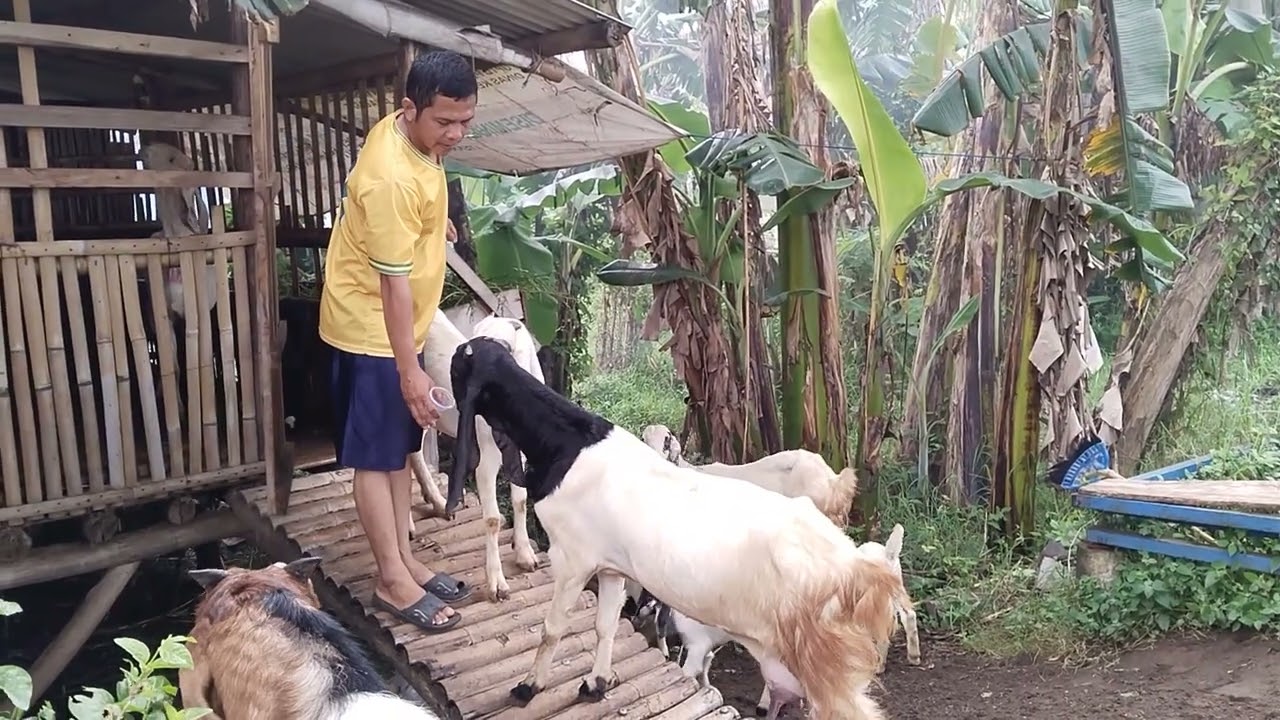 SEMOGA USAHAKU DI DUNIA PETERNAKAN LANCAR