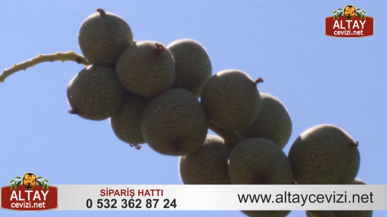 Zengin Olmak İçin Altay Salkım Ceviz