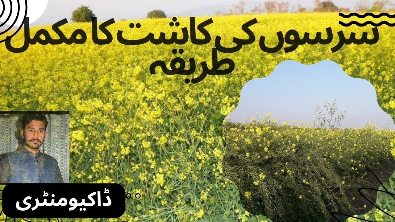 Sarson ki kasht l sarson/canola ki kasht ka tariqa l canola ki kasht in Pakistan