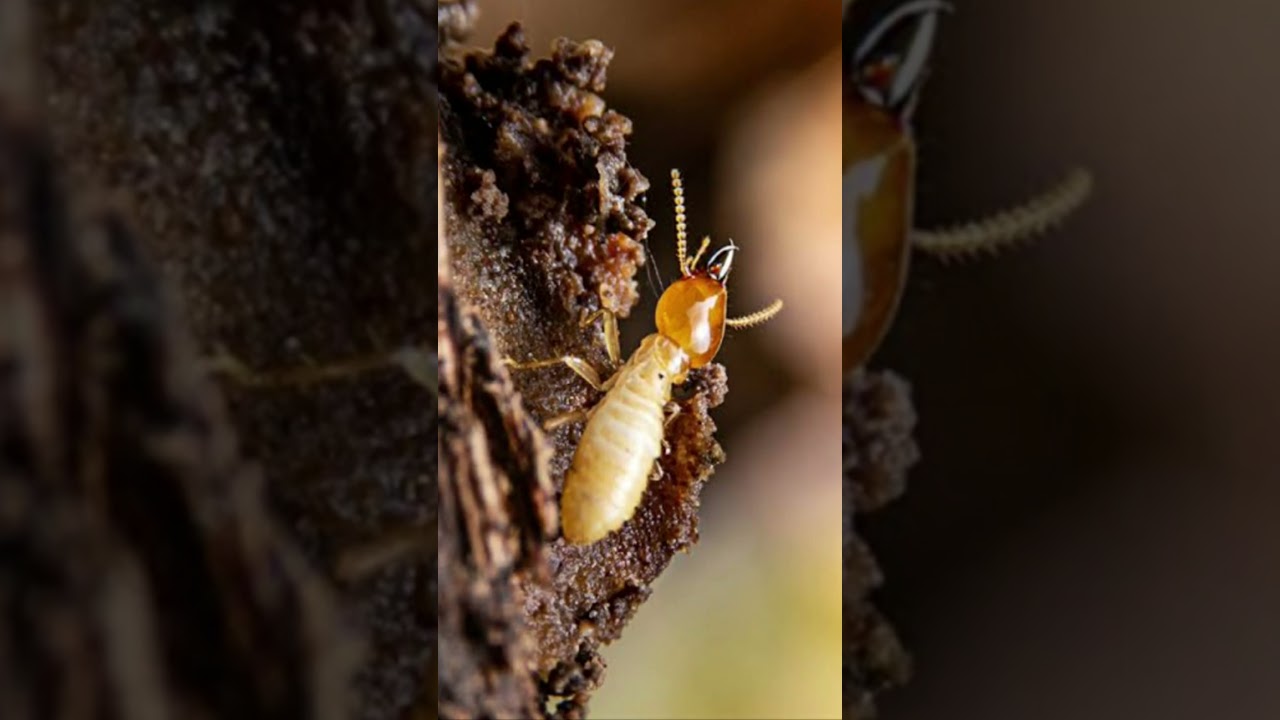 Termite sound