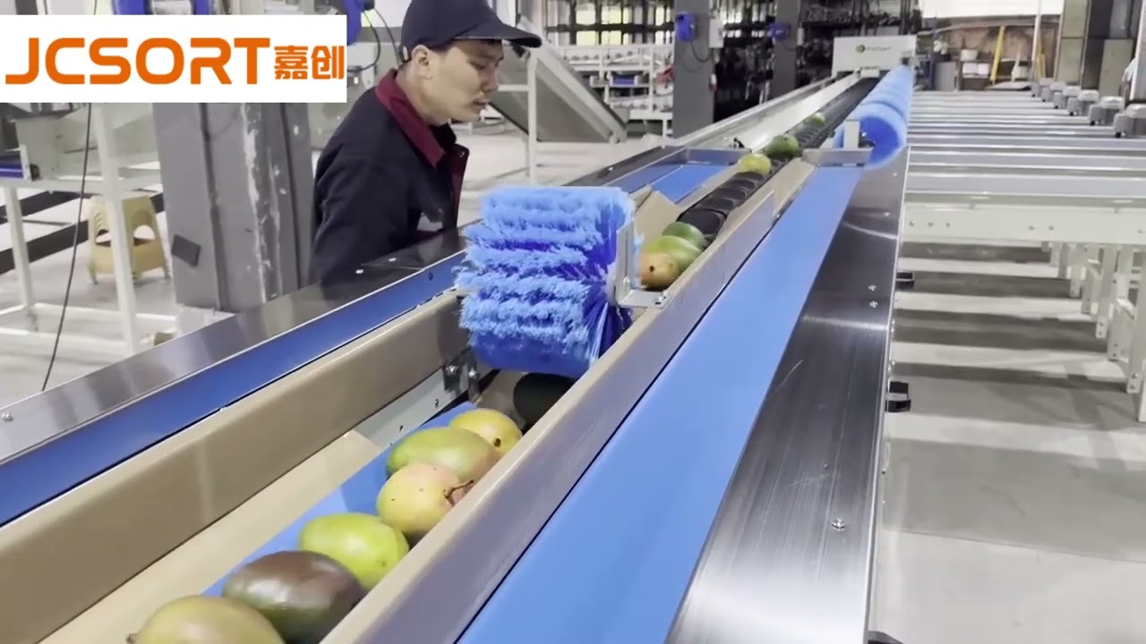 JC SORT Mango Washing & Weight Grading Machine