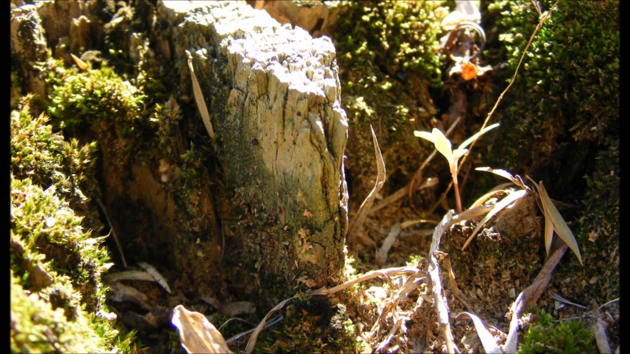 Ruhr Hunter - Moss and Memory.wmv
