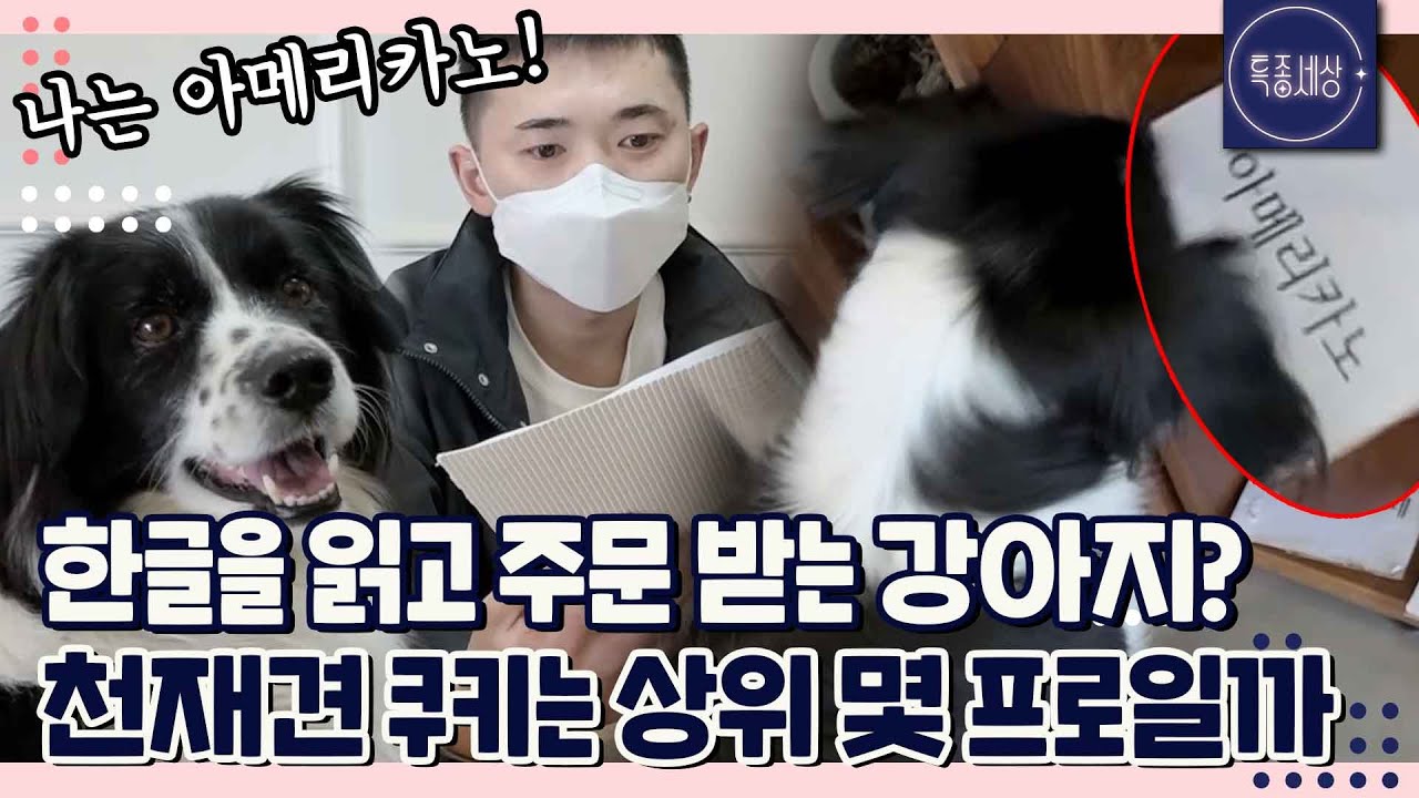 [FULL영상] 한글을 알아들어 주문 받는 강아지가 있다? 역대급 천재견 '쿠키'의 등장!