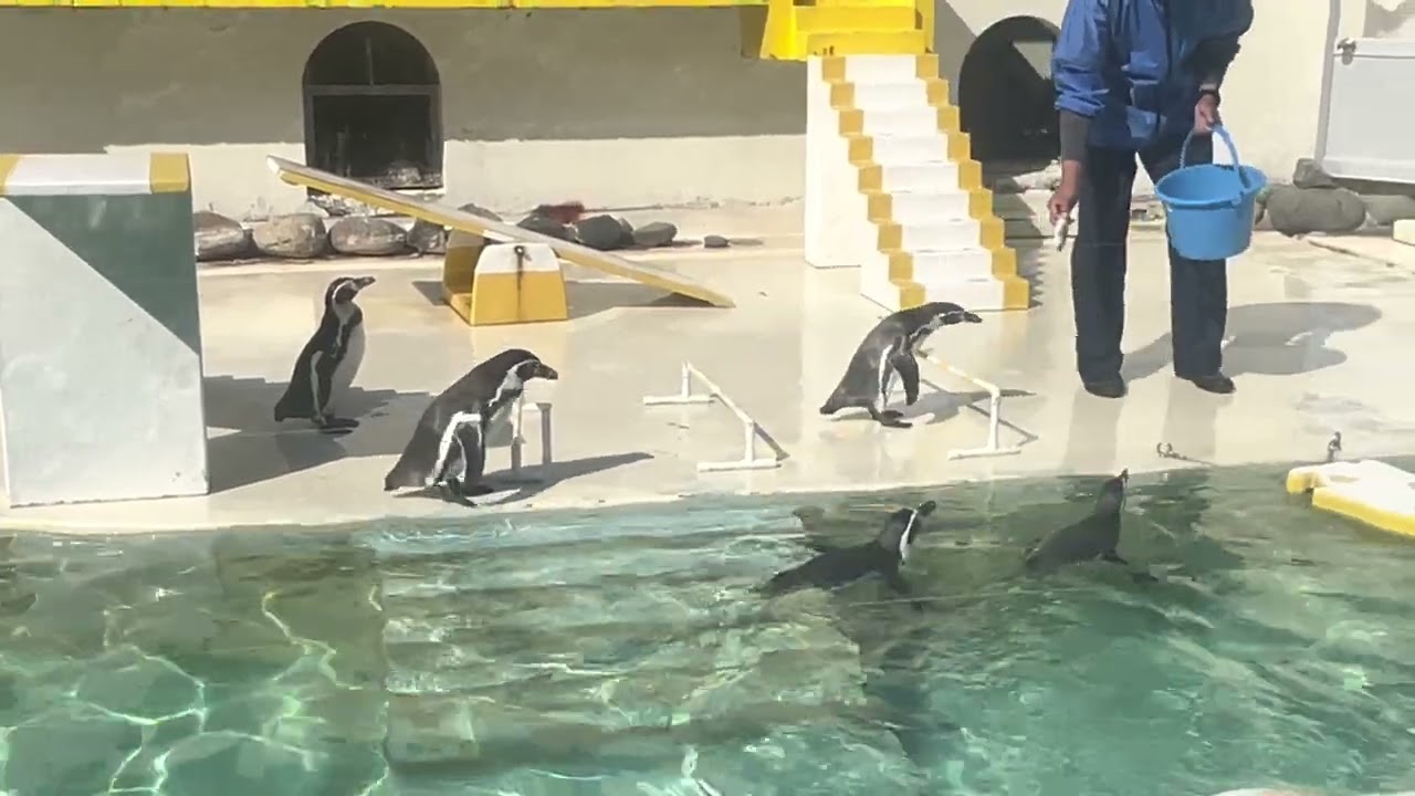 おたる水族館　言う事を聞かないペンギンショー