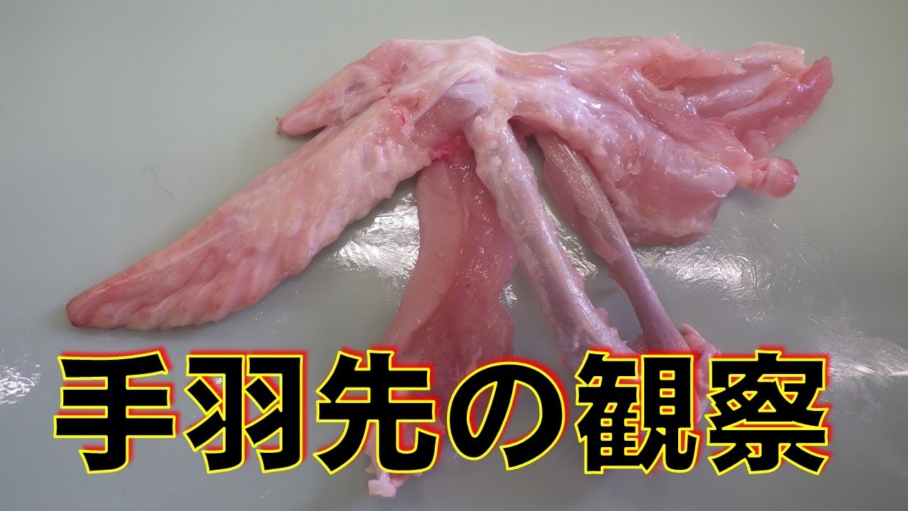 手羽先の観察　～骨と筋肉のつくり～　中２動物