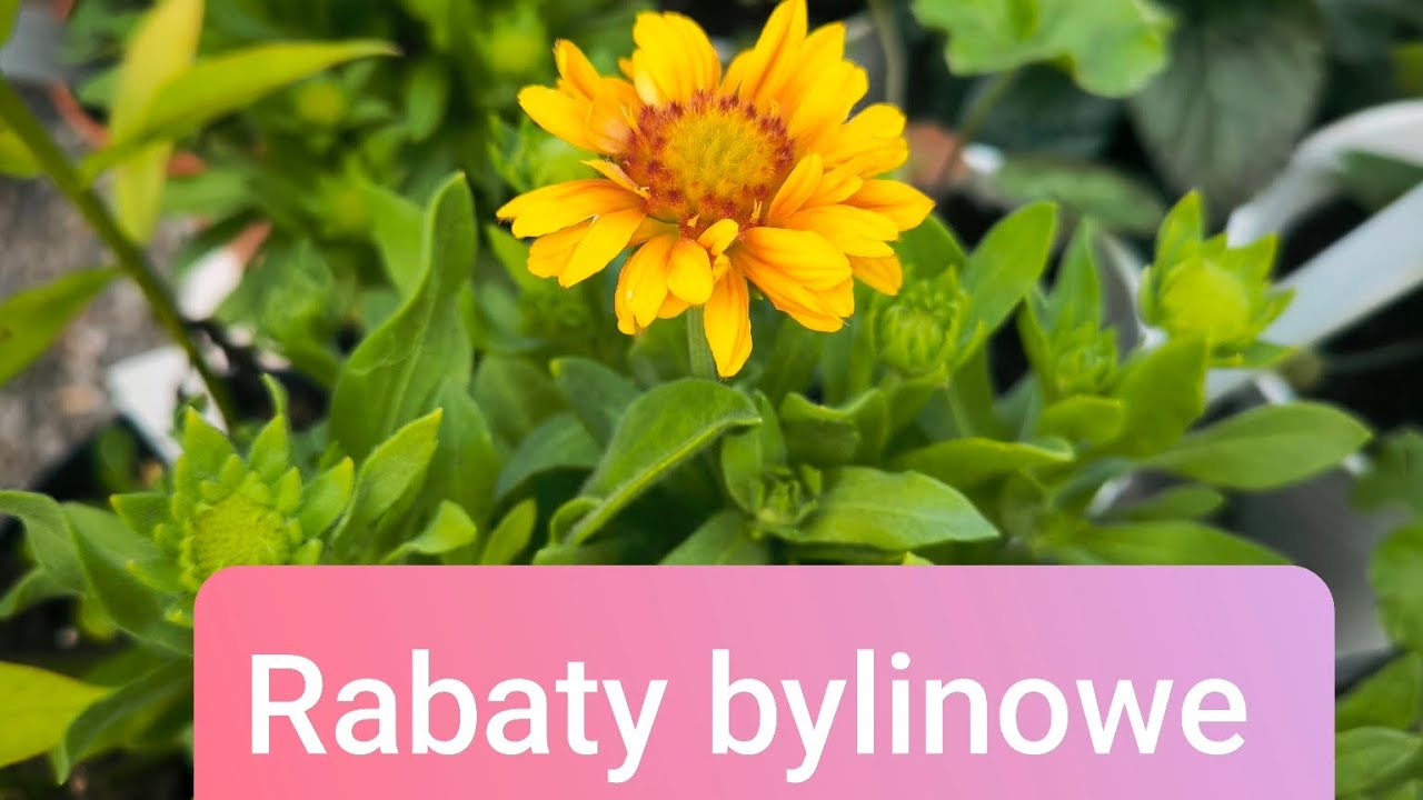 Najdłużej kwitnące byliny. Rabata kwiatowa z bylin. Tanie byliny na rabatę, które nie wymagają pracy