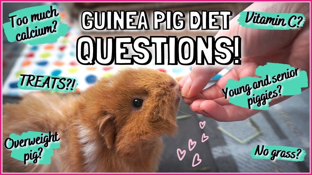 8 Most Common Guinea Pig Diet Questions Answered!
