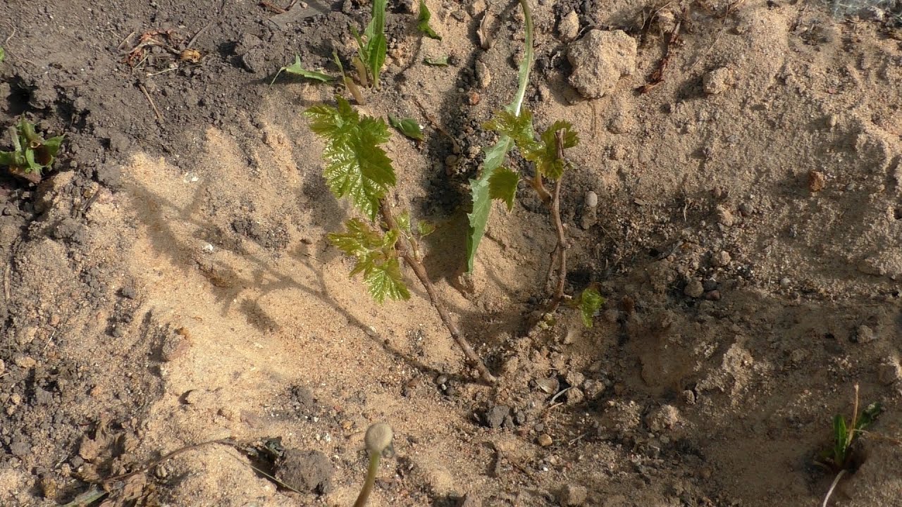 Саженцы винограда не просыпаются? Погибли? Рано бить тревогу