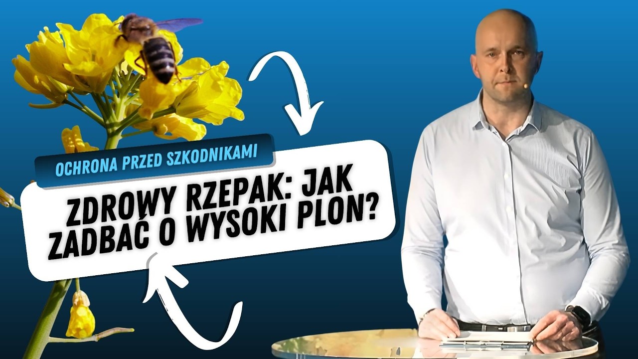 Zdrowy rzepak, jak zadbać o wysoki plon?
