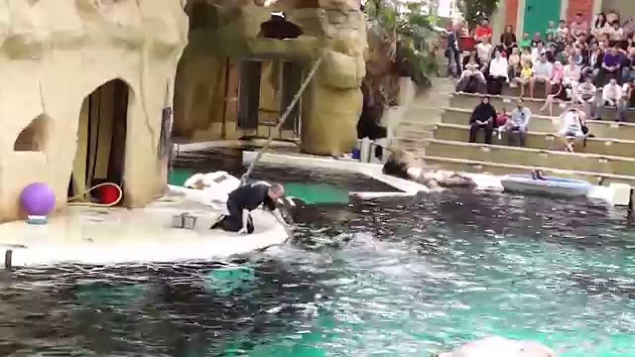 Tolle Delfin Show in Duisburg Teil 1