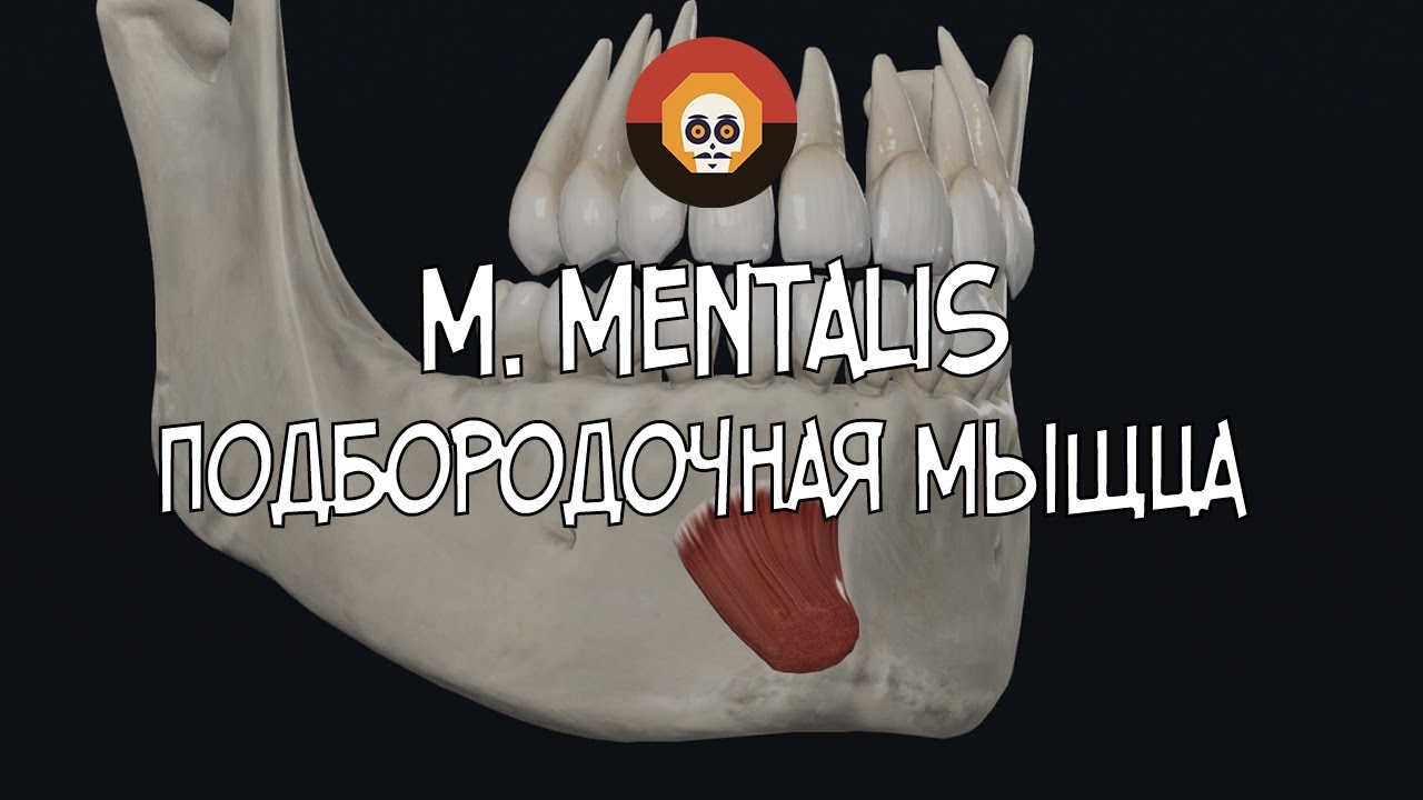Подбородочная мышца (m. mentalis) 3D Анатомия
