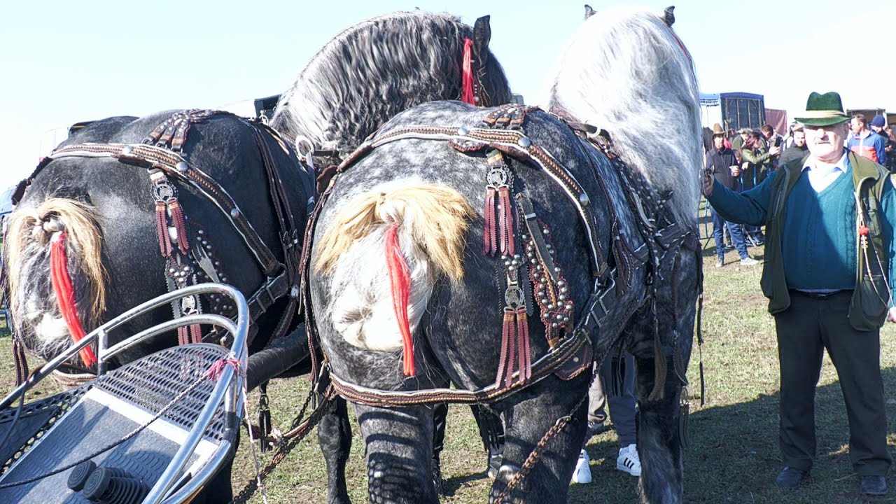 Armăsarii familiei Horandău de la Rădăuți-Bucovina 2025