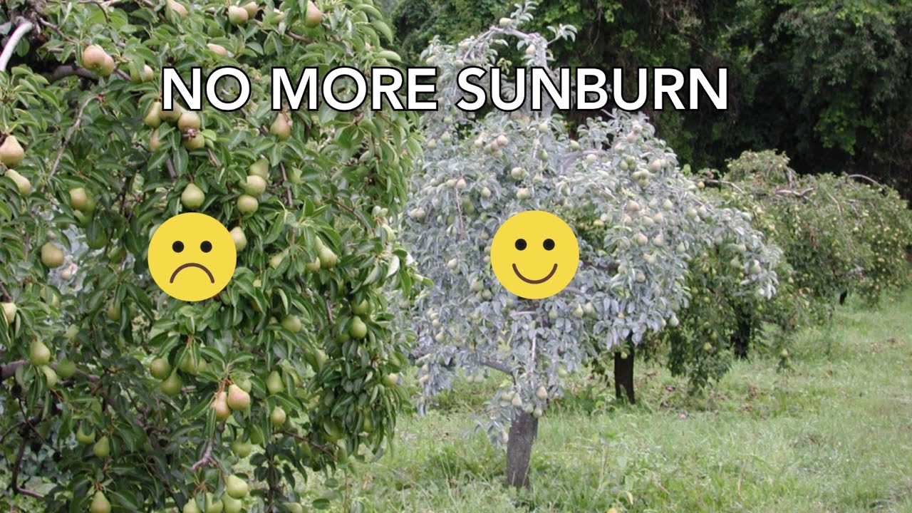 STOP burning your new trees! EASY tip for preventing sunburn!