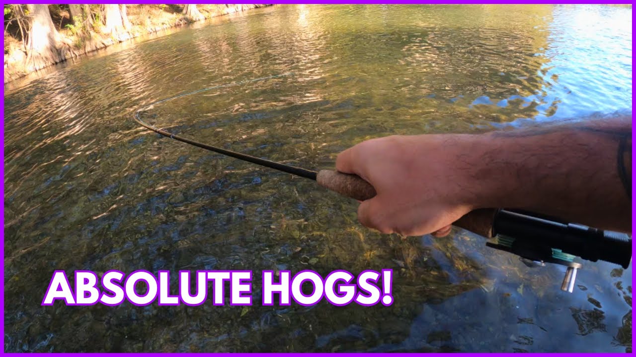 Fly Fishing for MASSIVE Trout on The Guadalupe
