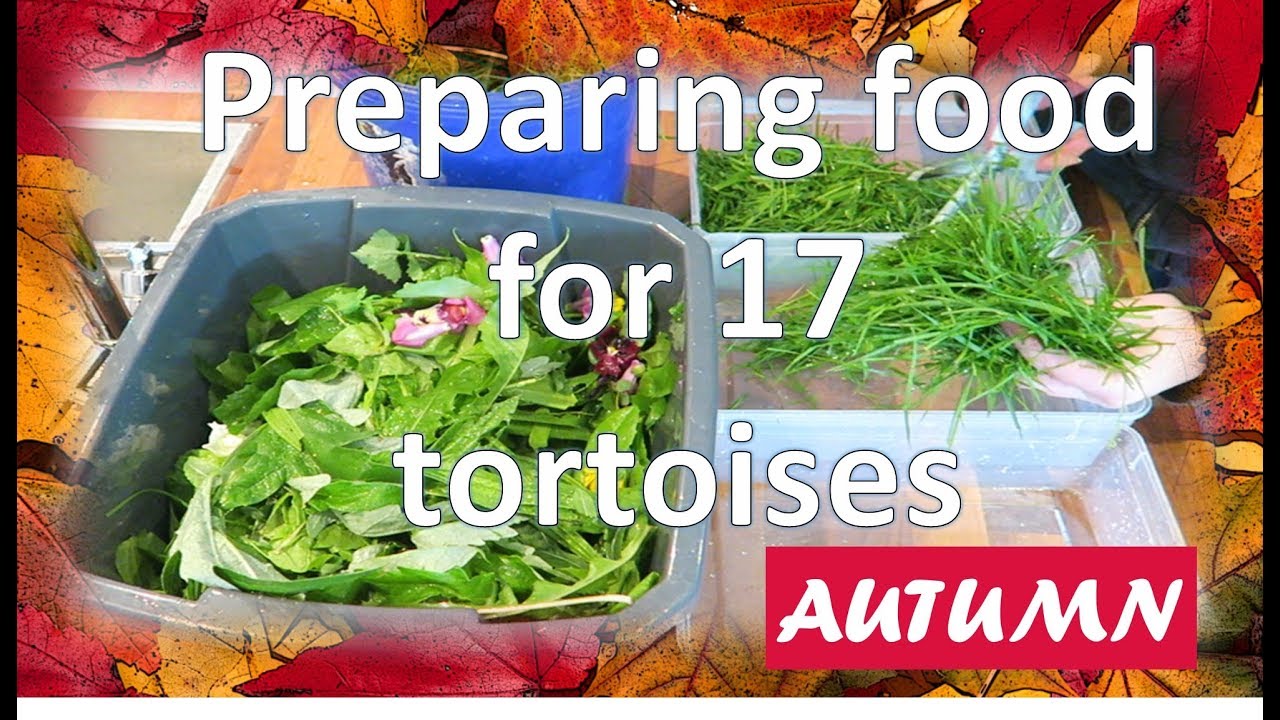 Preparing food for 17 tortoises - (AUTUMN/FALL) | happytortoises