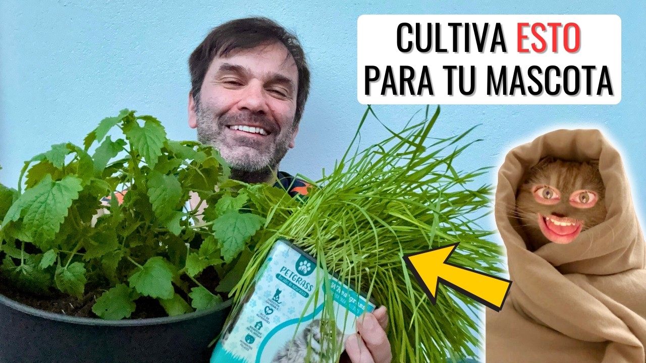 CULTIVA HIERBA GATERA: cómo cultivar catnip y wheat-grass de forma fácil y segura || en20metros
