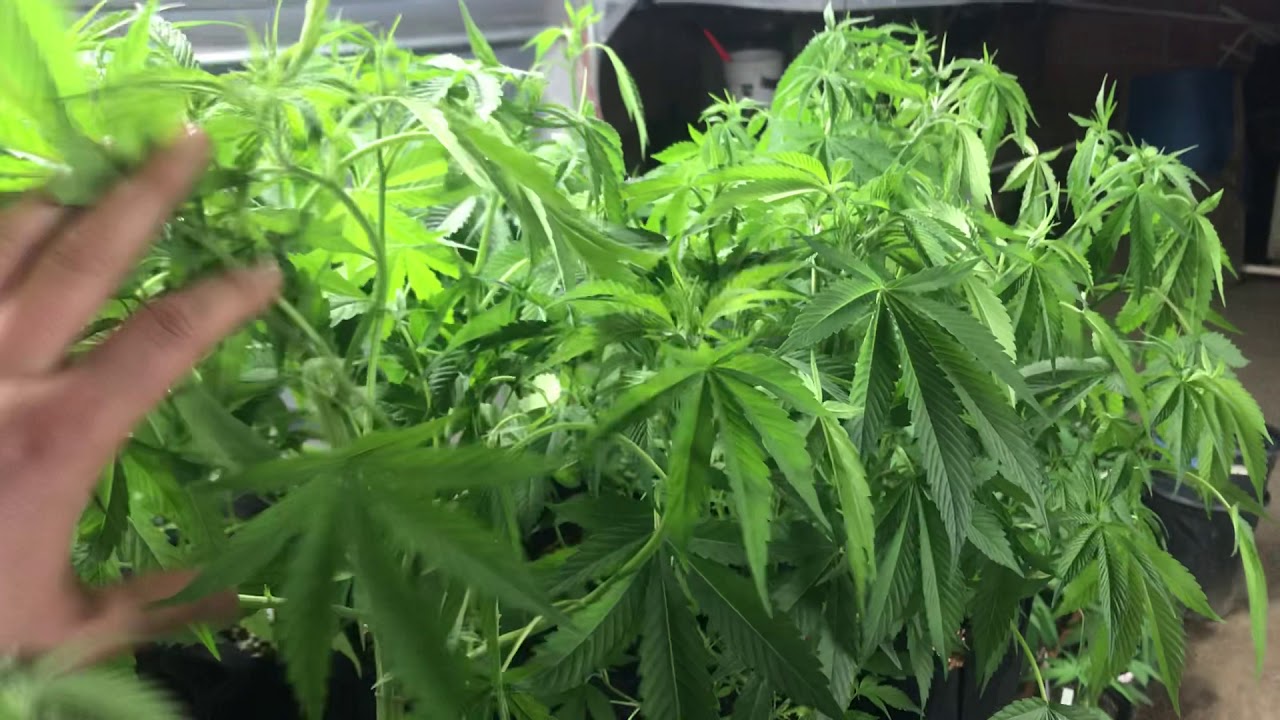2020 Cali Grow bbbiggg