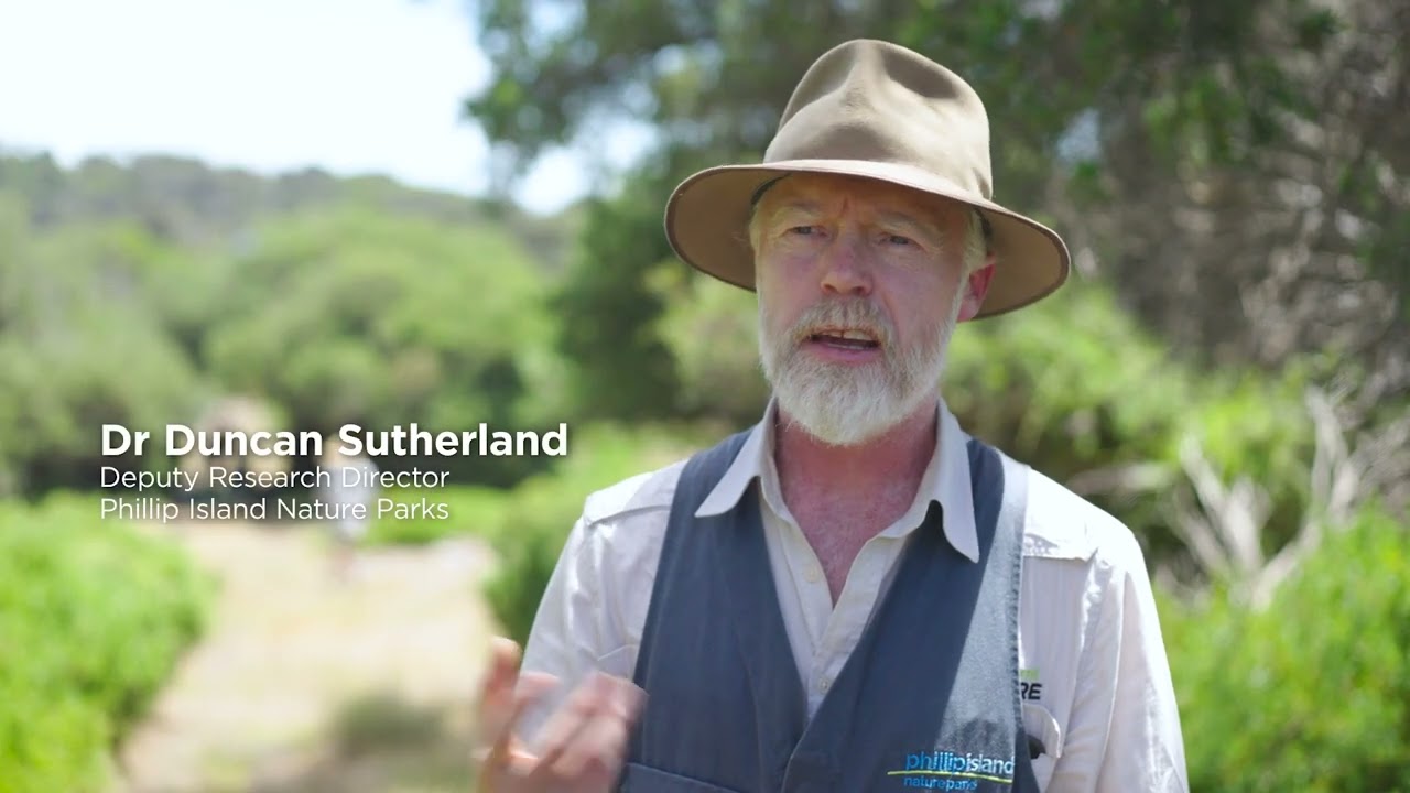 Phillip Island Nature Parks Short-tailed shearwaters research