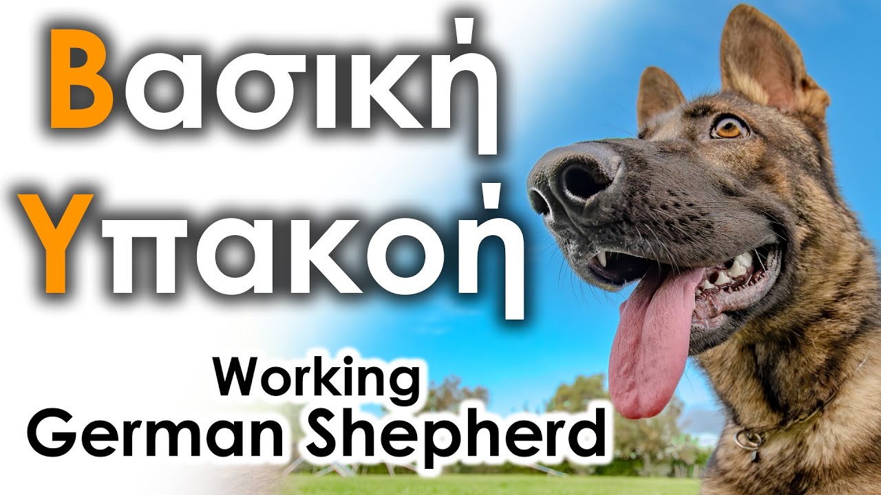 Βασική Υπακοή - Εκπαίδευση Σκύλου #42 | Working German Shepherd Luna 1 έτους