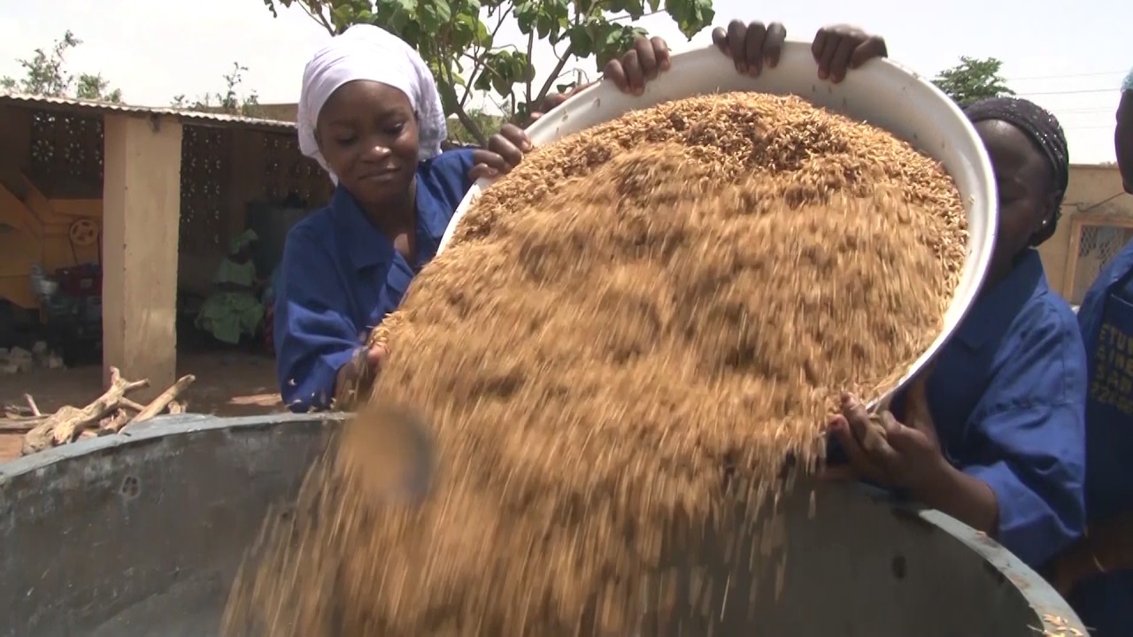 Technique d'étuvage du riz