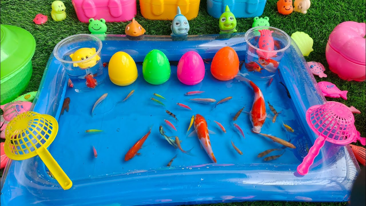 Unboxing Telur Ikan & Menangkap Ikan Koi, Ikan Koki, Ikan Cupang, KLOMANG &  Udang, Ikan Glowfish