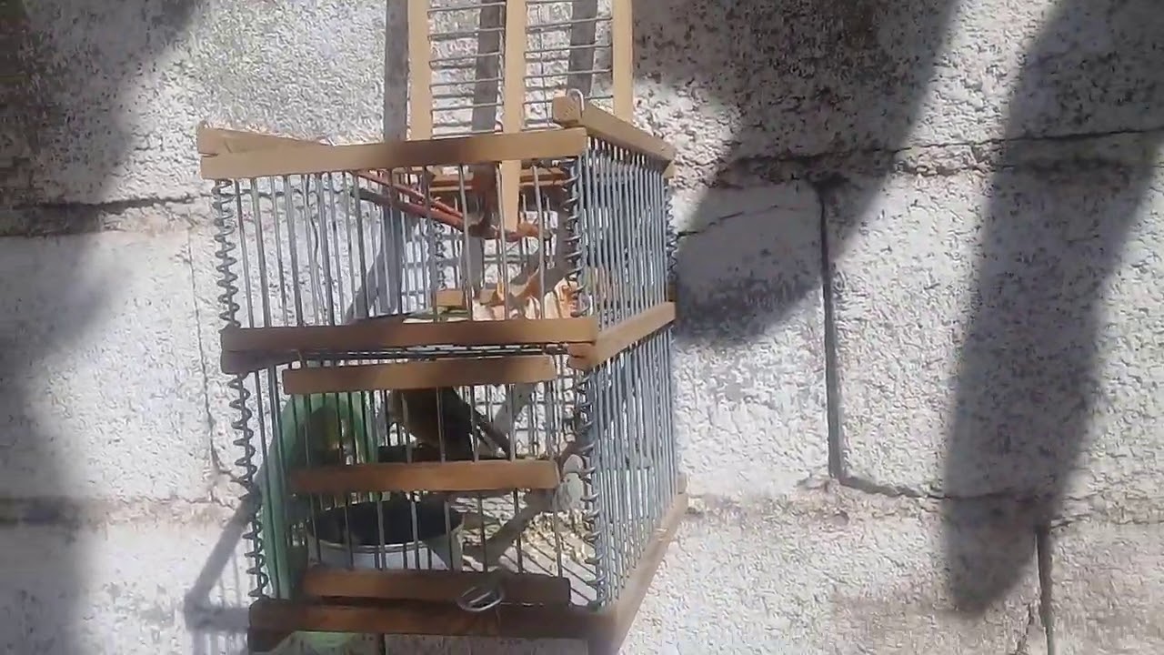 Mis pajaros 2020 primer parte y otros animales!🐦🐇🐔