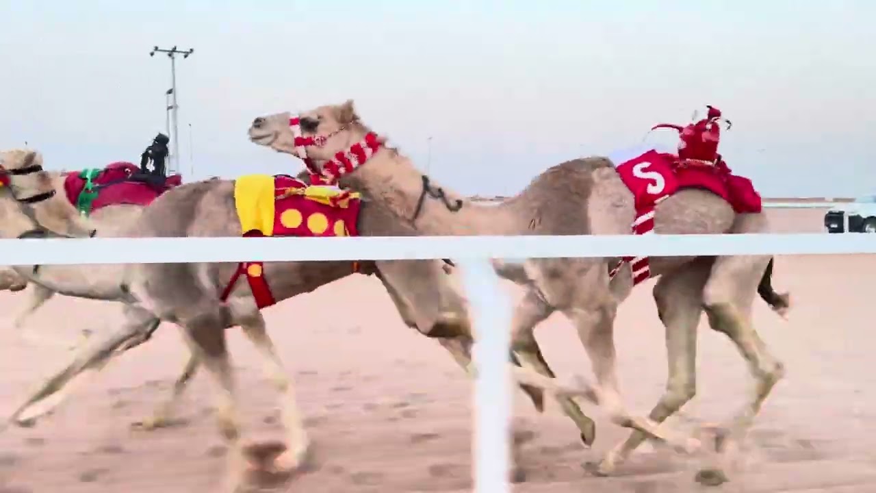 ش 2 رئيسي قعدان حقايق نياف ل سعد بن فريح الشمري