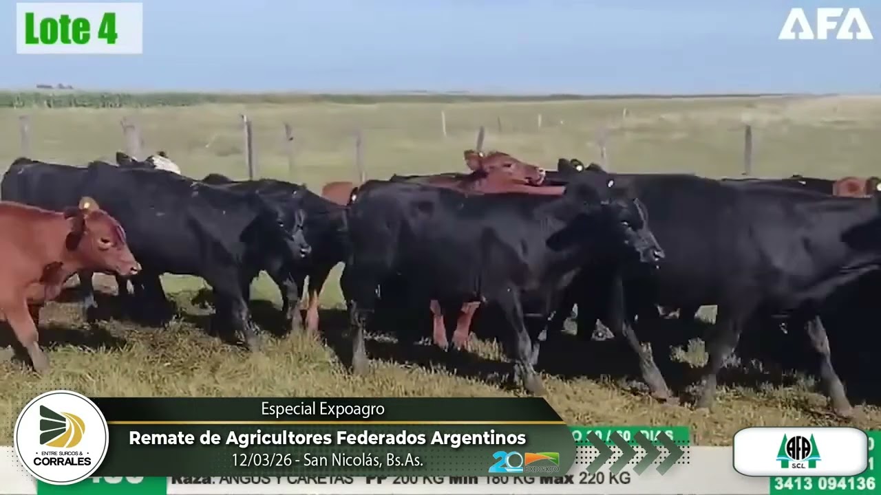12-03-26 - Remate de Agricultores Federados Argetinos - Expoagro, San Nicolás, Bs.As.