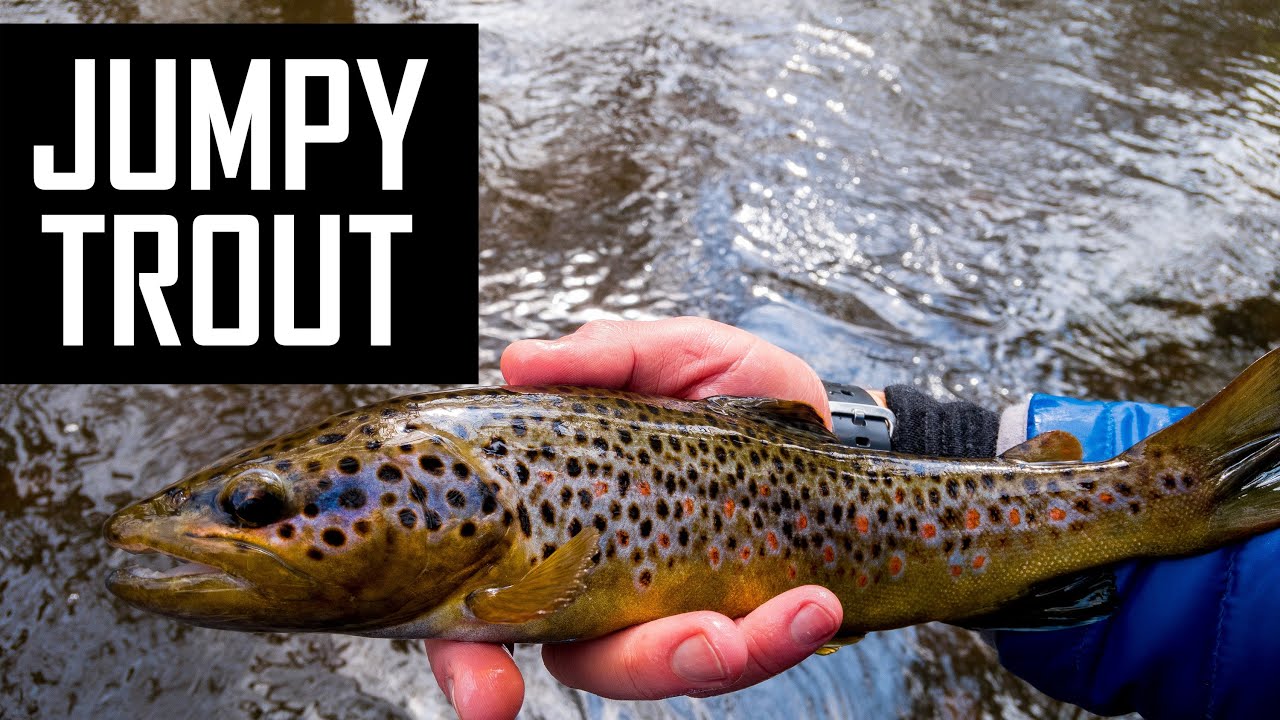 How to catch BROWN TROUT on soft lures? 🤸‍♂️