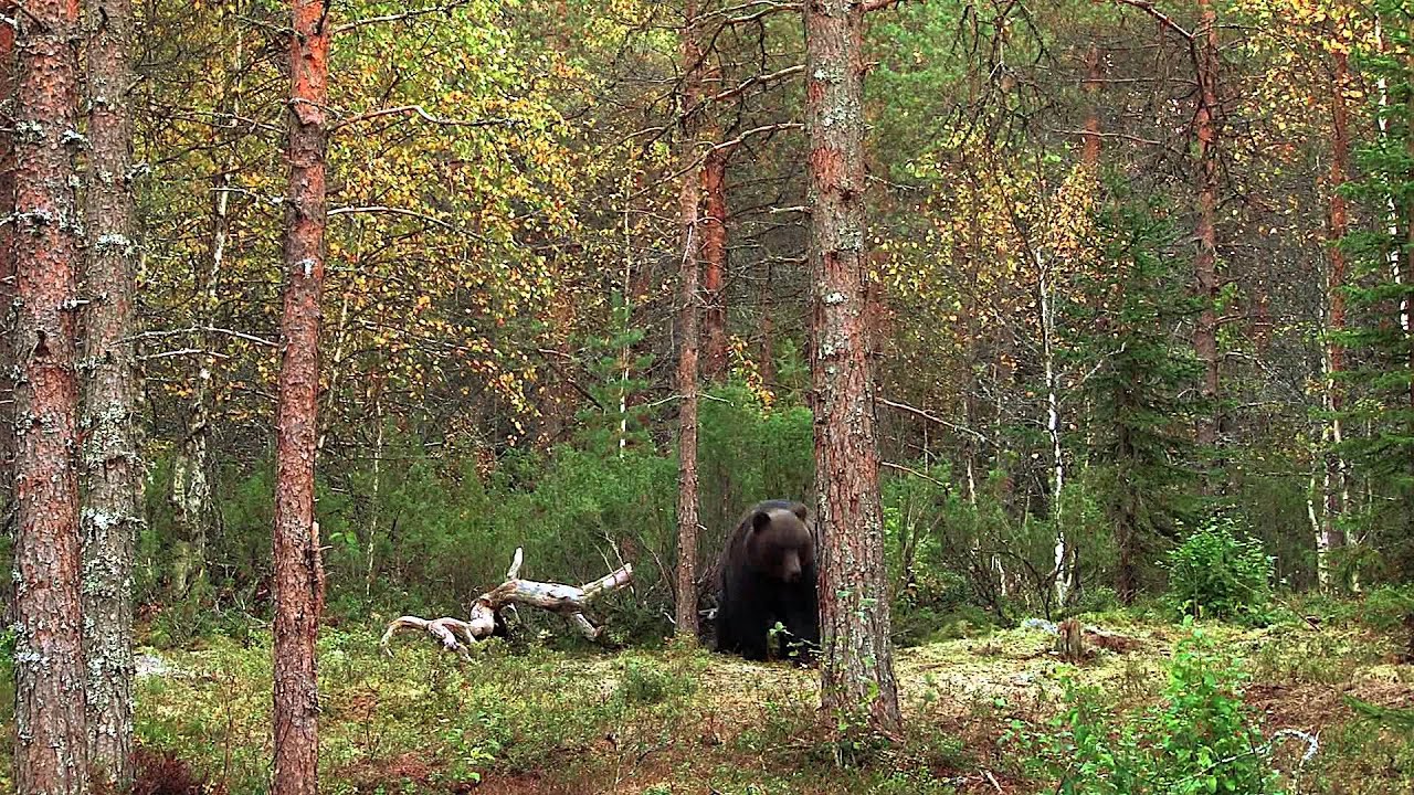 GLOUTON et OURS en FINLANDE- www.arcenciel-video.com
