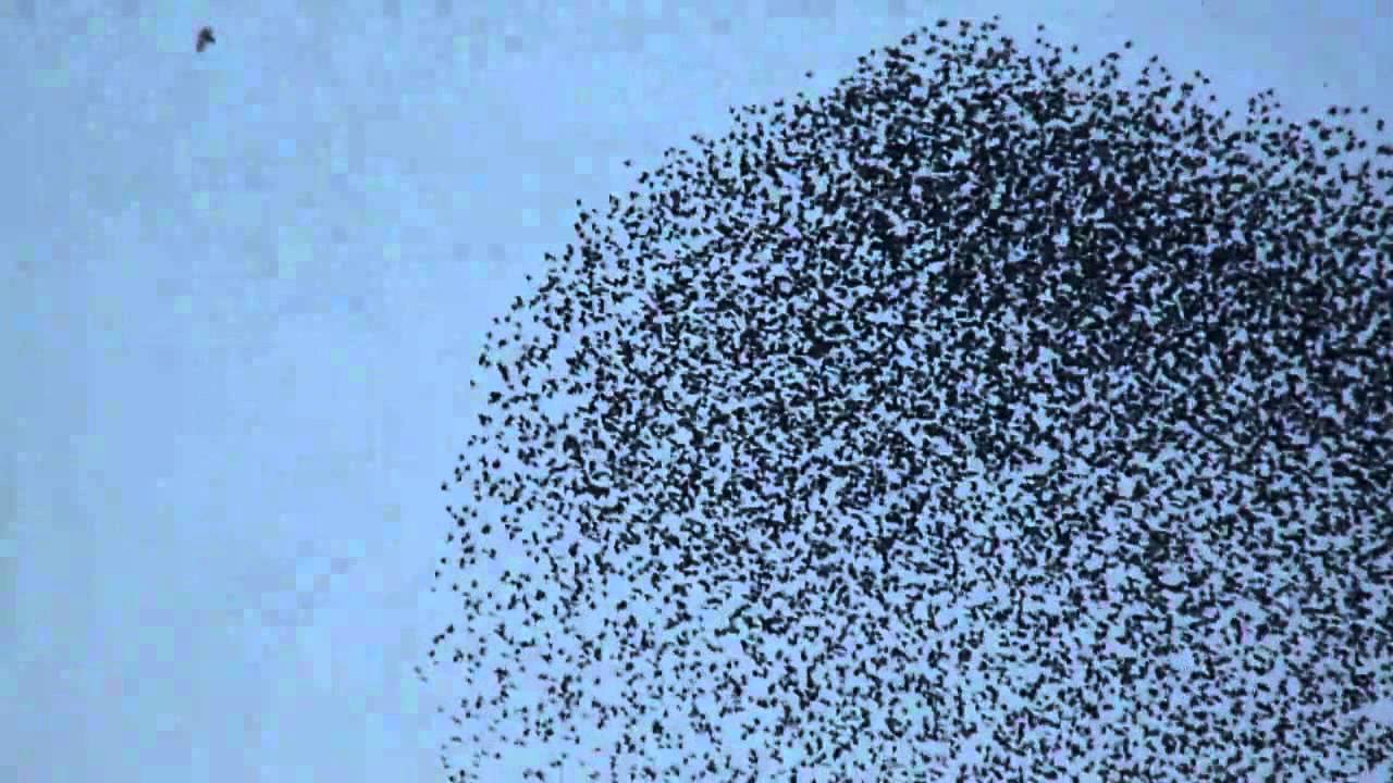 60.000 Starlings in Flight.mpg