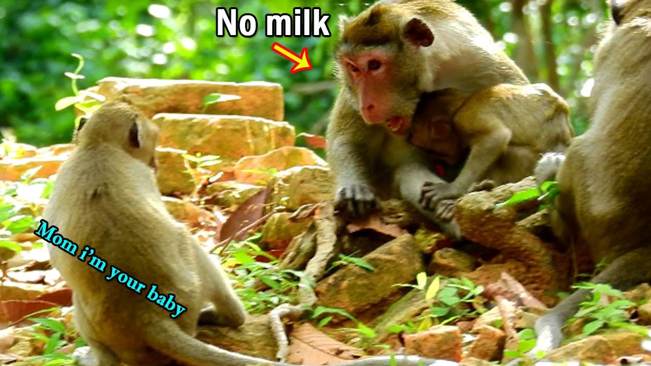 Janet can't steal milk Coz mom screaming warn attack her, and Tazana try bite chase Janet out