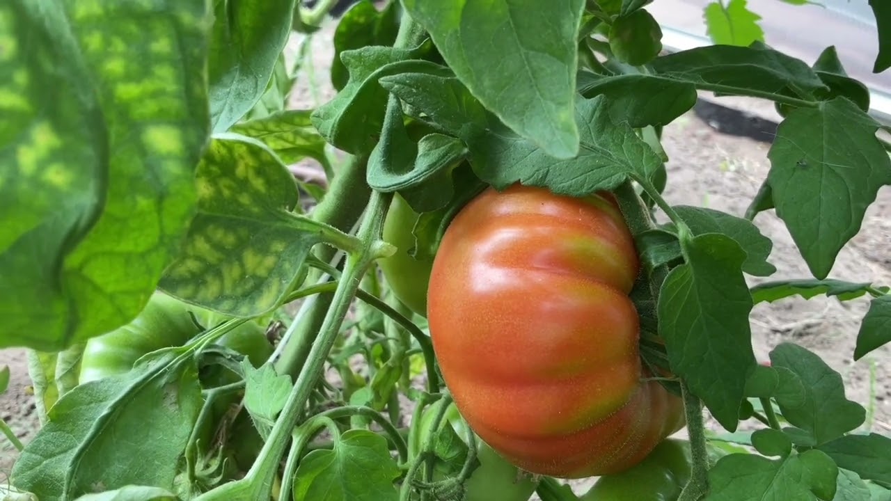 💖PRZEDPLON W POMIDORACH🍅FAZY KSIĘŻYCA azot potas fosfor szklarnia tunel #ogr&oacute;d #garden #tomato #moon