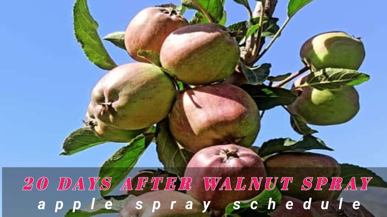 20 days after walnut apple spray schedule | apple spray schedule | himalayan farming | live update