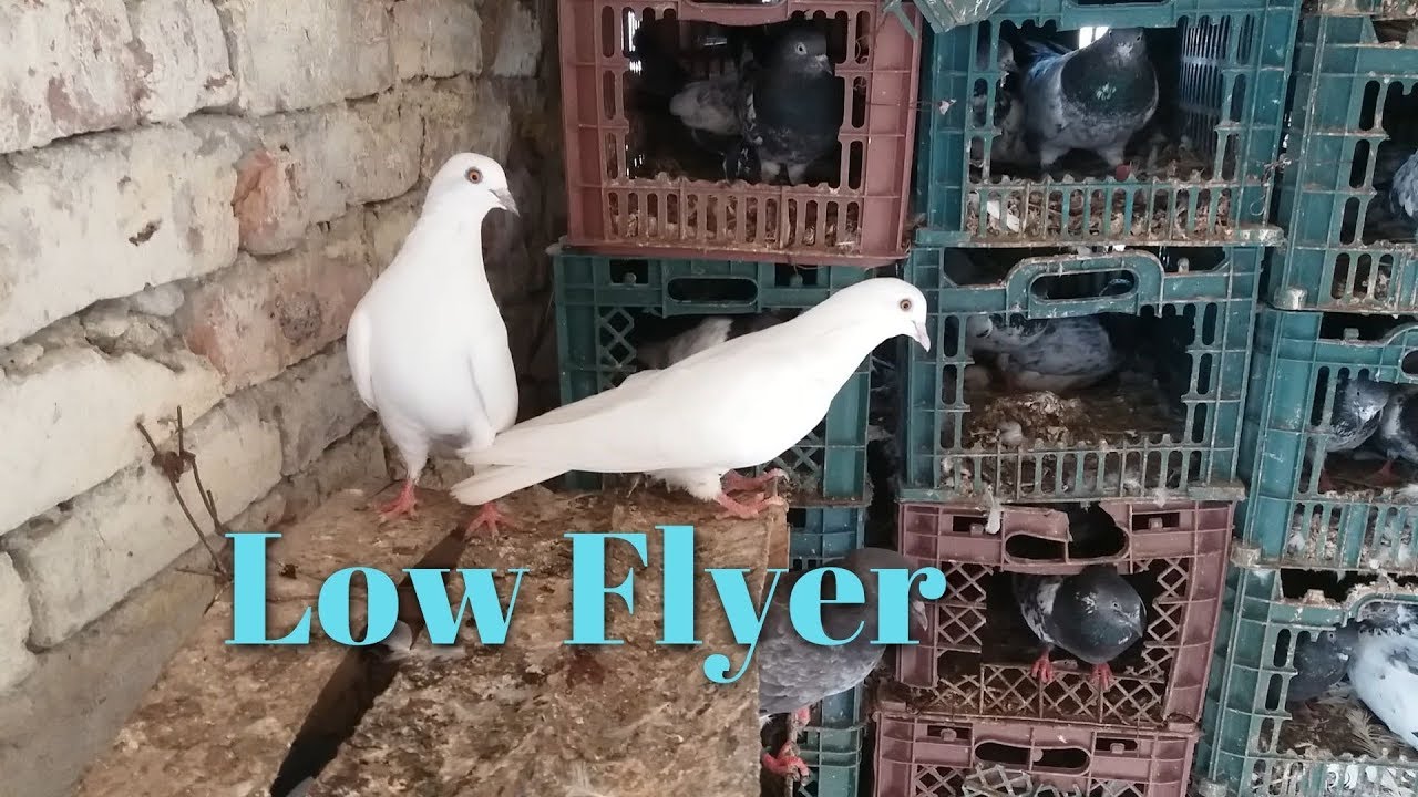 New Low Flyer Pair Lgaya | Hashim Mahmood Pigeons