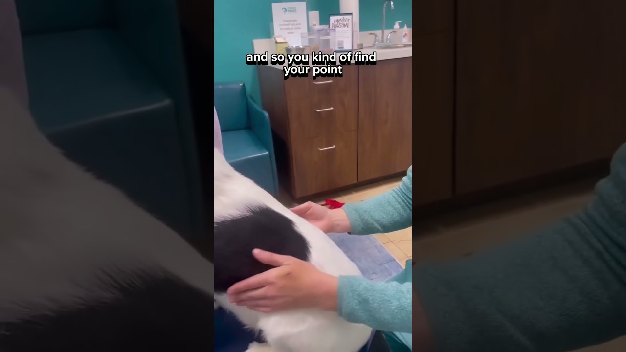 Did you know acupuncture could help your fur baby? #pets #dog #vet #petlover #doglover #vetlife