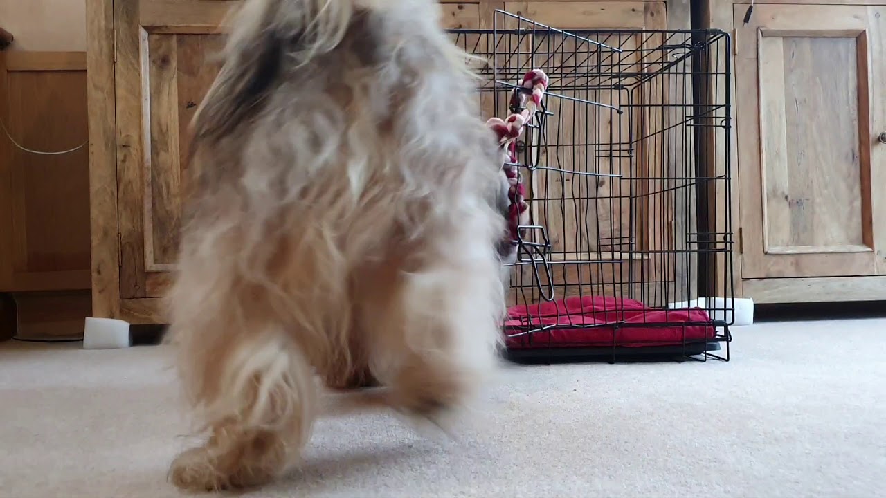 Zac- Tibetan Terrier Tricks