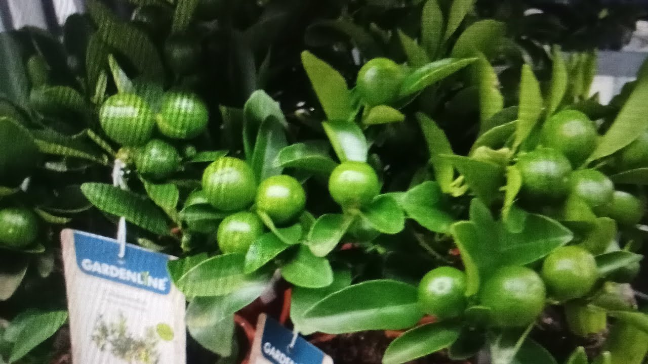 bili limon pangtanim#citron