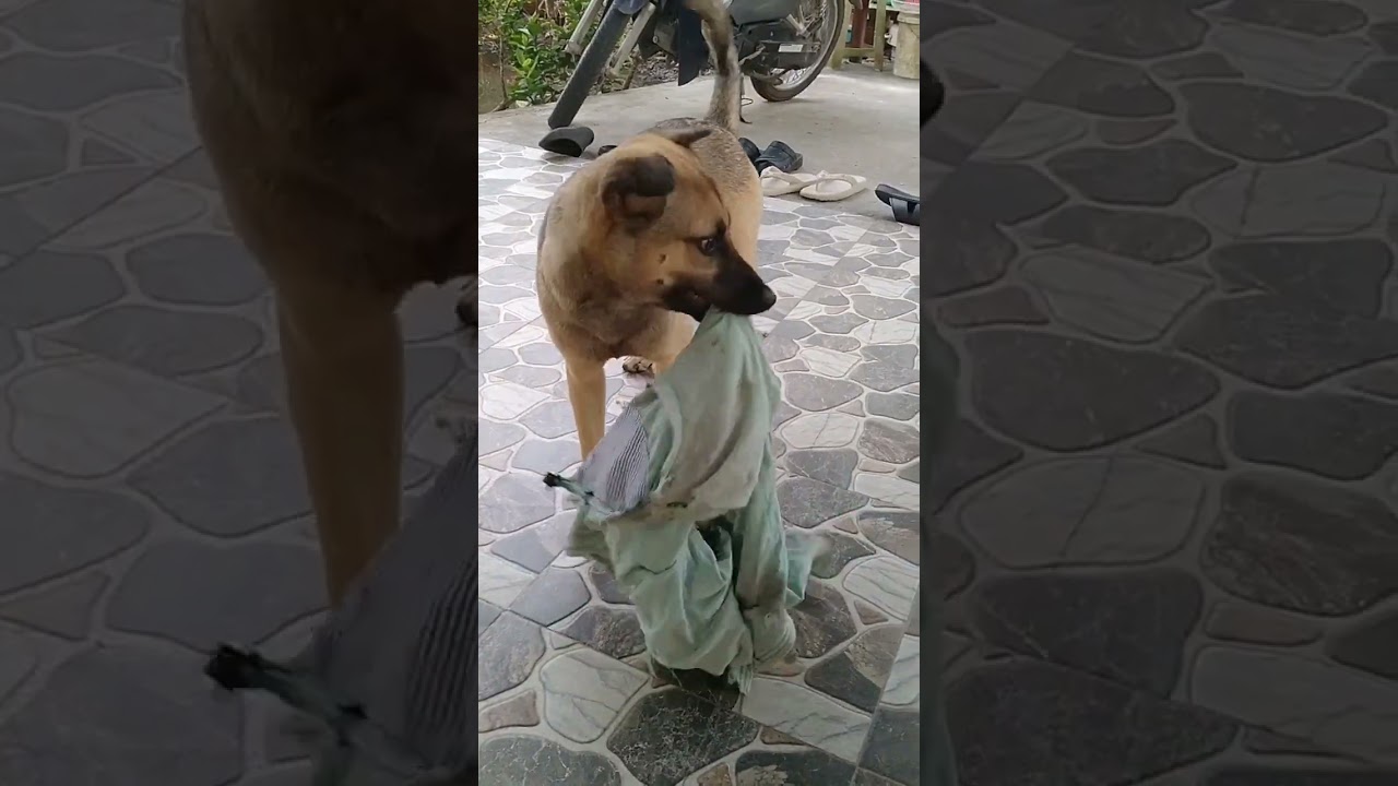 Xong rồi dog quậy ơi 